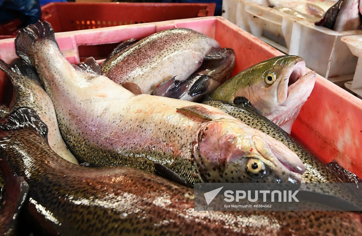 Russia Fish Farm
