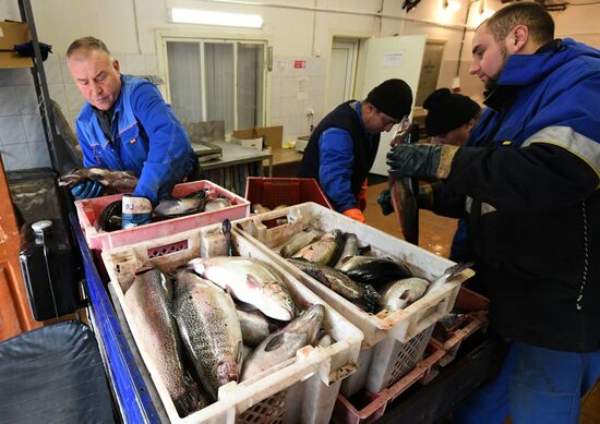 Russia Fish Farm