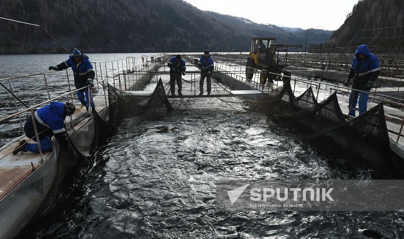 Russia Fish Farm