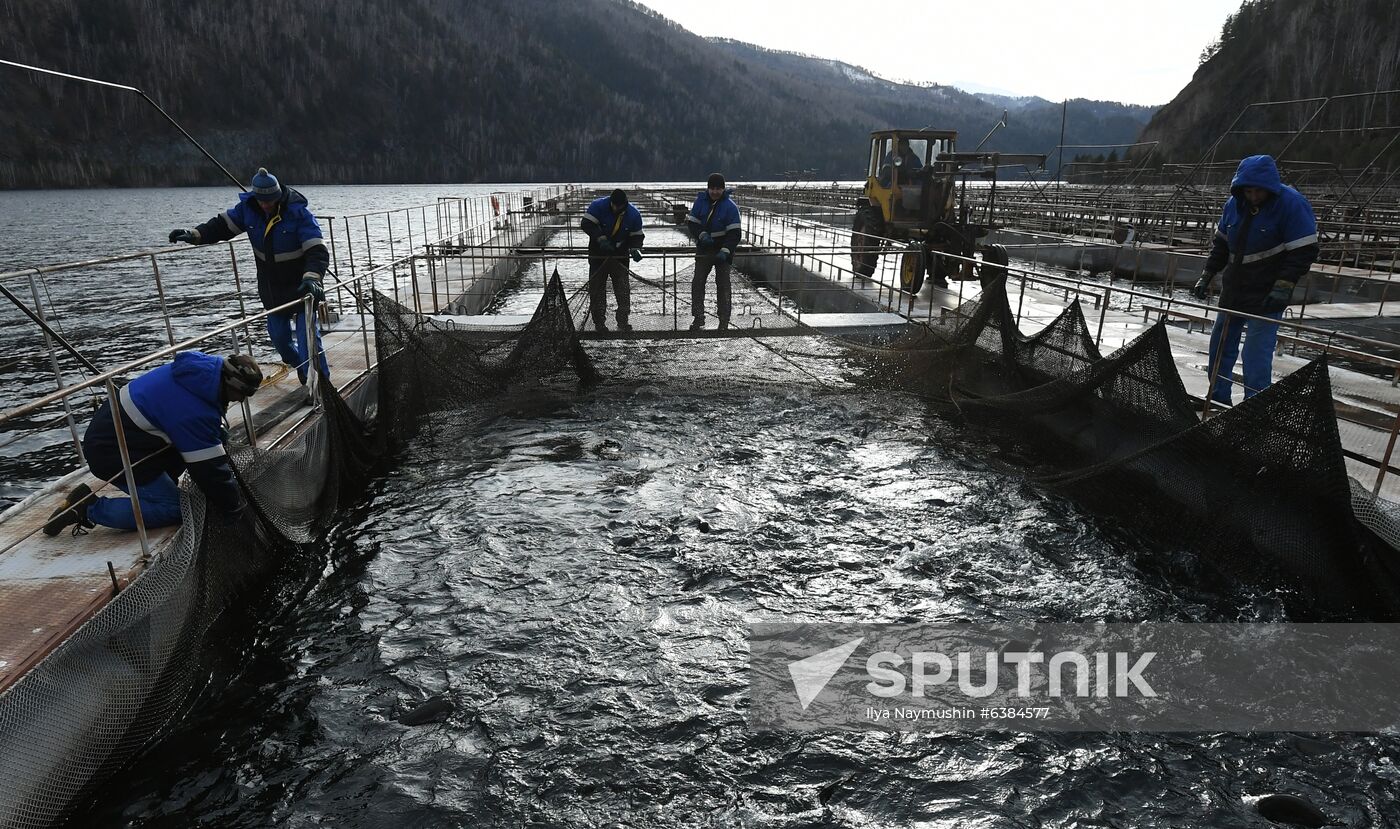 Russia Fish Farm