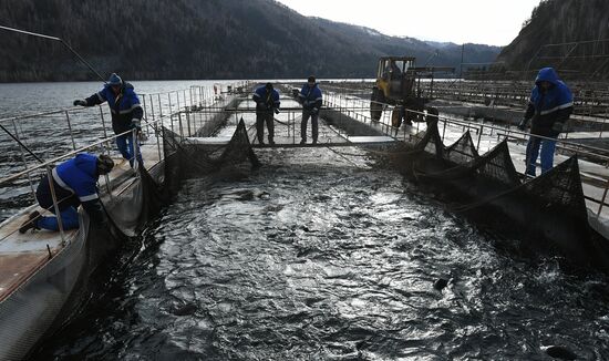 Russia Fish Farm