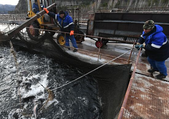 Russia Fish Farm