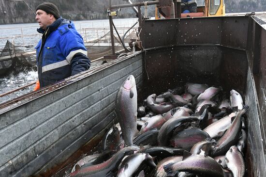 Russia Fish Farm