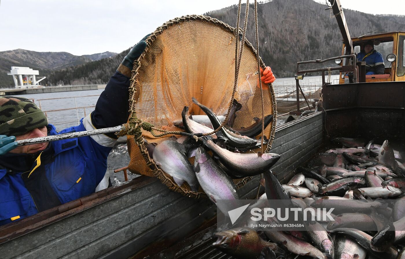 Russia Fish Farm