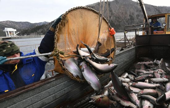 Russia Fish Farm