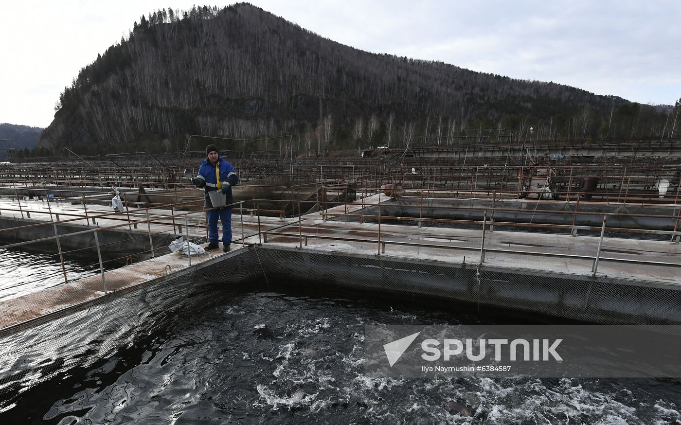 Russia Fish Farm