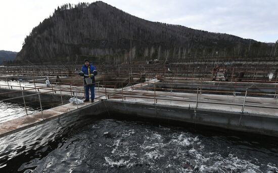 Russia Fish Farm