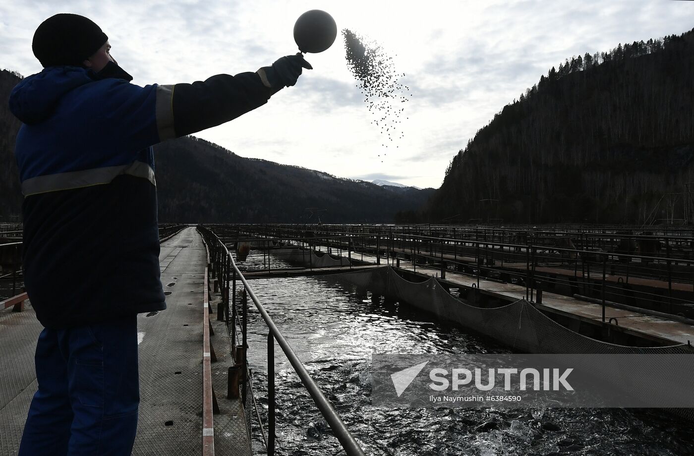 Russia Fish Farm