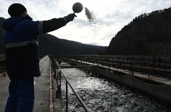 Russia Fish Farm