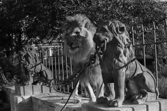 King the lion and the Berberov family