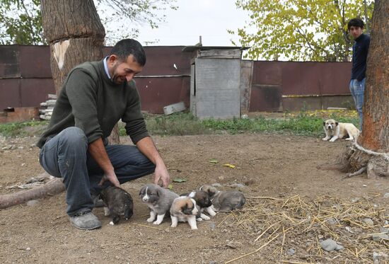 Azerbaijan Armenia Ceasefire