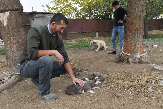 Azerbaijan Armenia Ceasefire