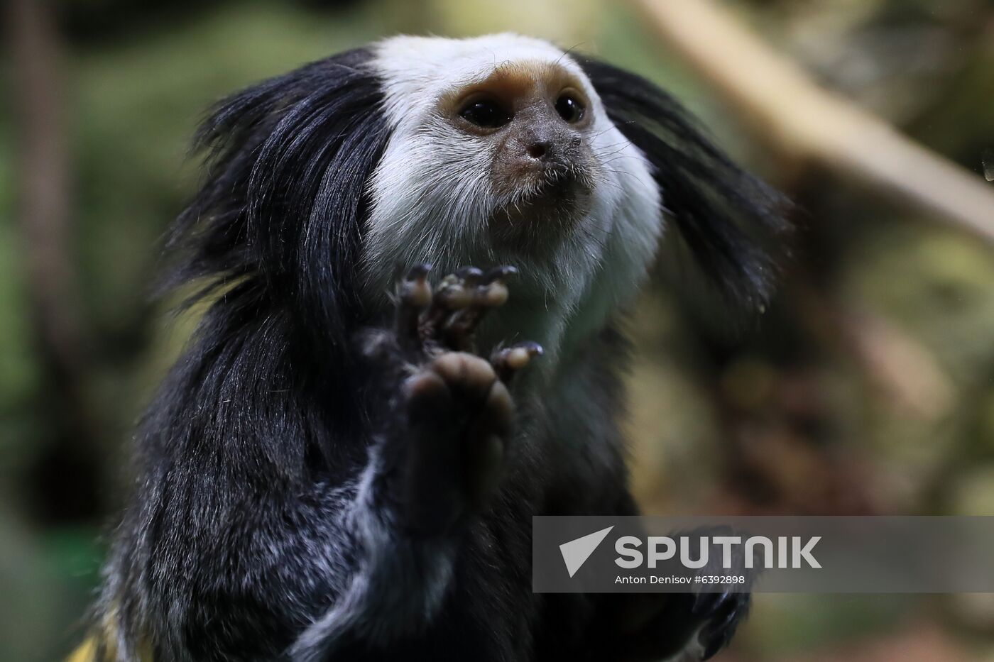 Russia Marmoset