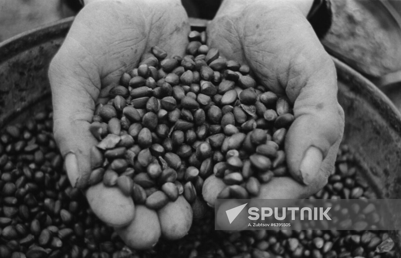 Cedar pine nuts
