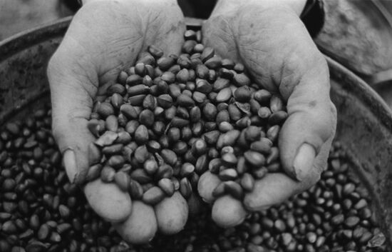 Cedar pine nuts