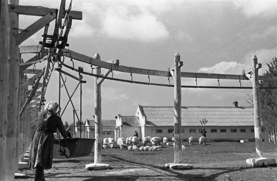 Kurgansky Collective Farm in Krasnodar Territory