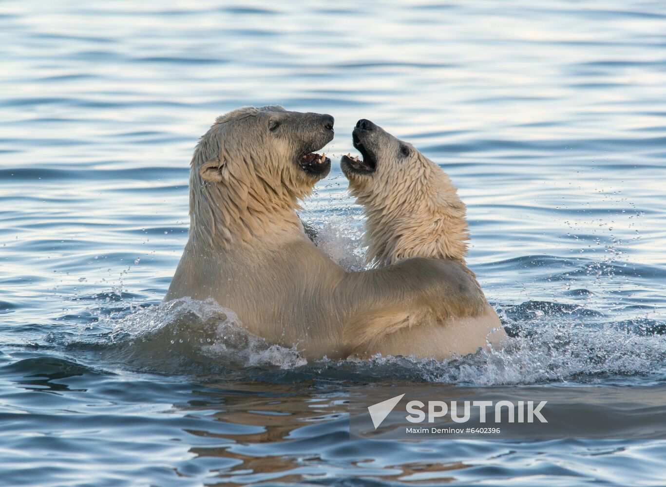 Russia Chukotka Bears