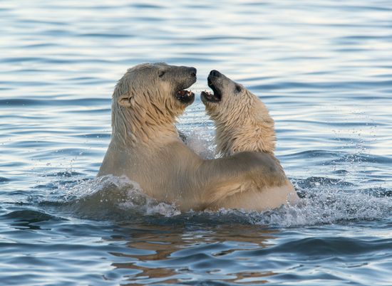 Russia Chukotka Bears