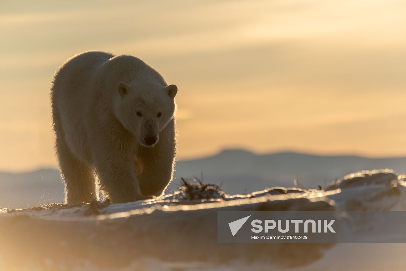 Russia Chukotka Bears