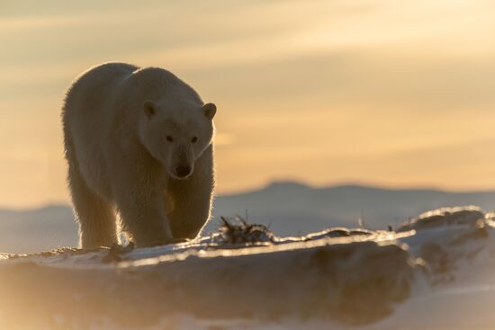 Russia Chukotka Bears