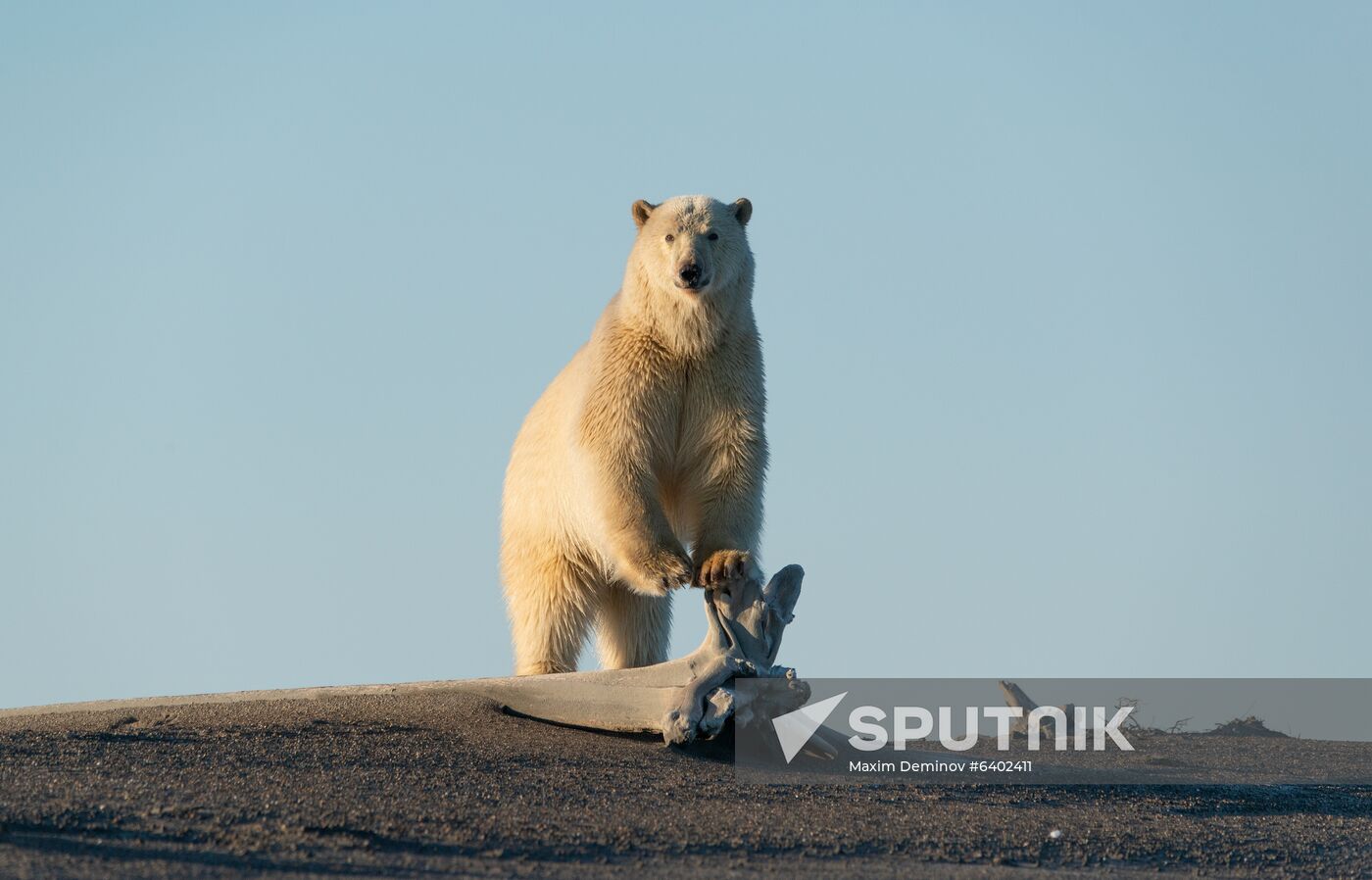 Russia Chukotka Bears