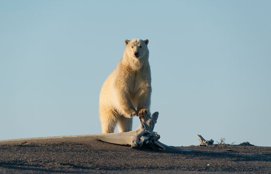 Russia Chukotka Bears