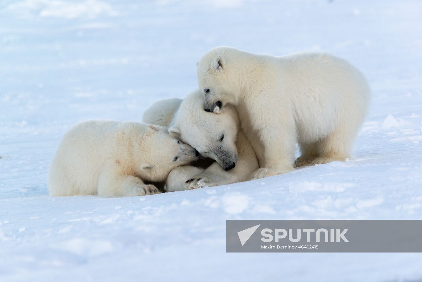 Russia Chukotka Bears