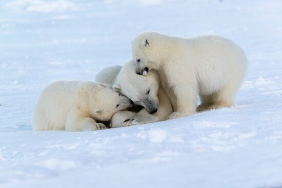 Russia Chukotka Bears