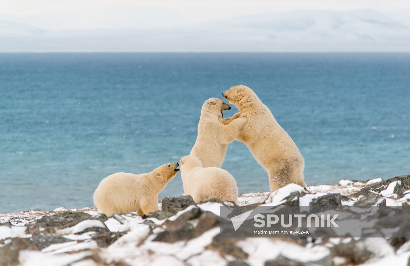 Russia Chukotka Bears