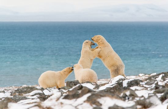 Russia Chukotka Bears