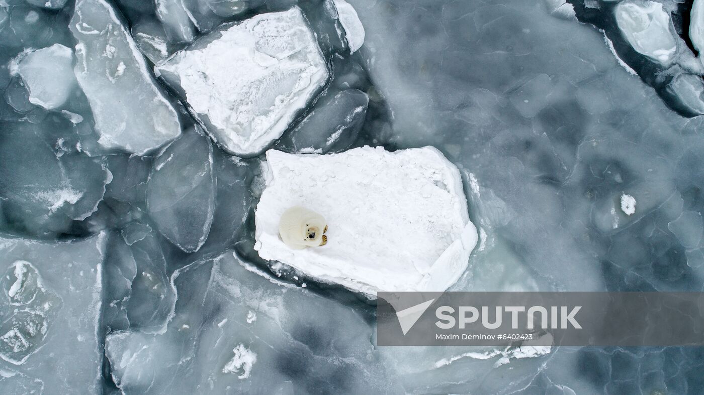 Russia Chukotka Bears
