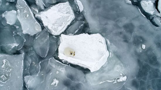 Russia Chukotka Bears