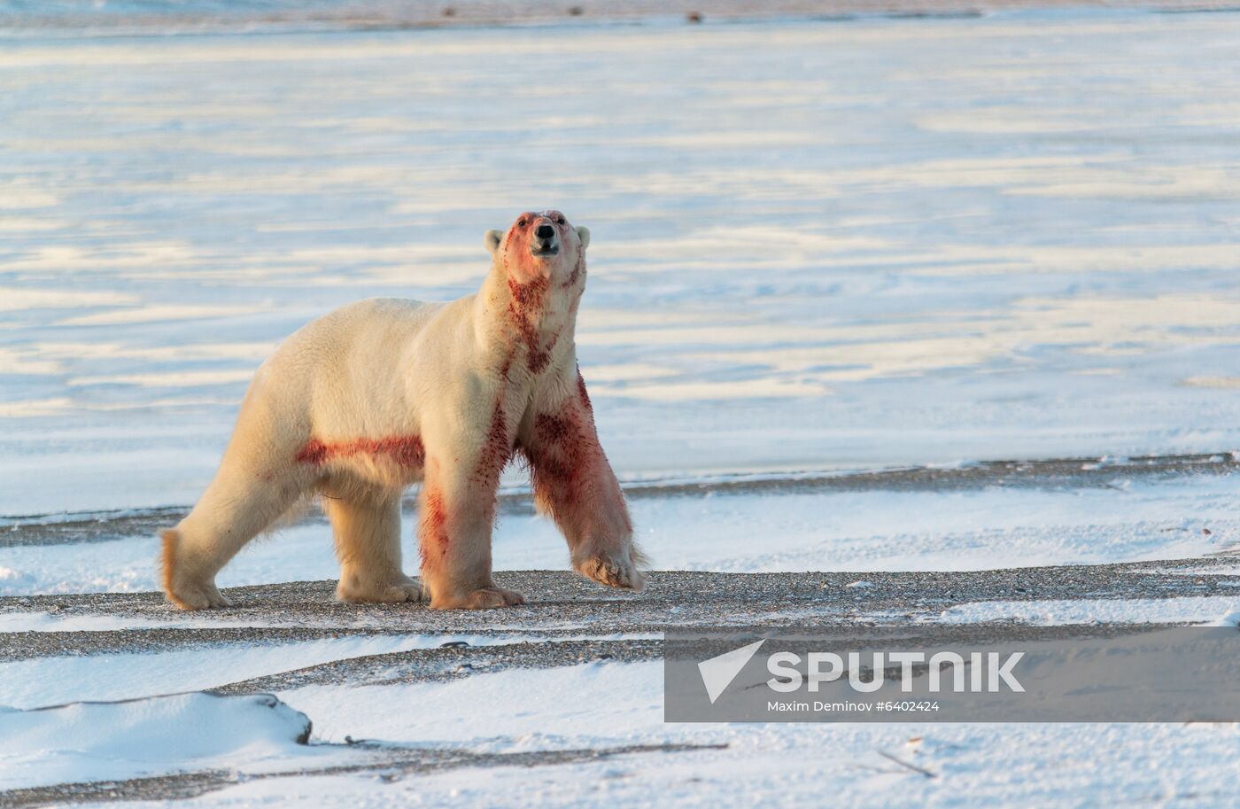 Russia Chukotka Bears
