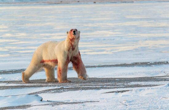 Russia Chukotka Bears