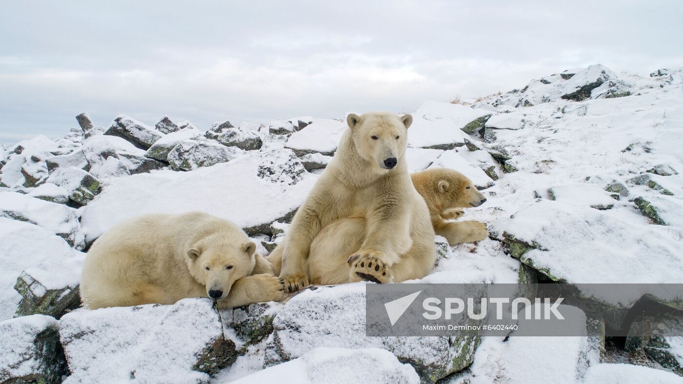 Russia Chukotka Bears