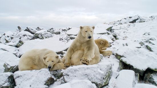Russia Chukotka Bears