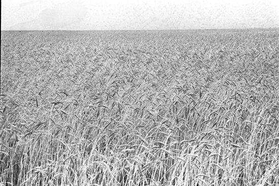 Virgin soils in Kazakhstan