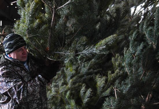 Russia Christmas Tree Preparations