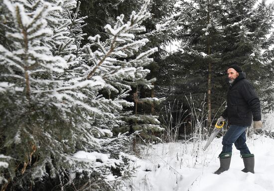 Russia Christmas Tree Preparations