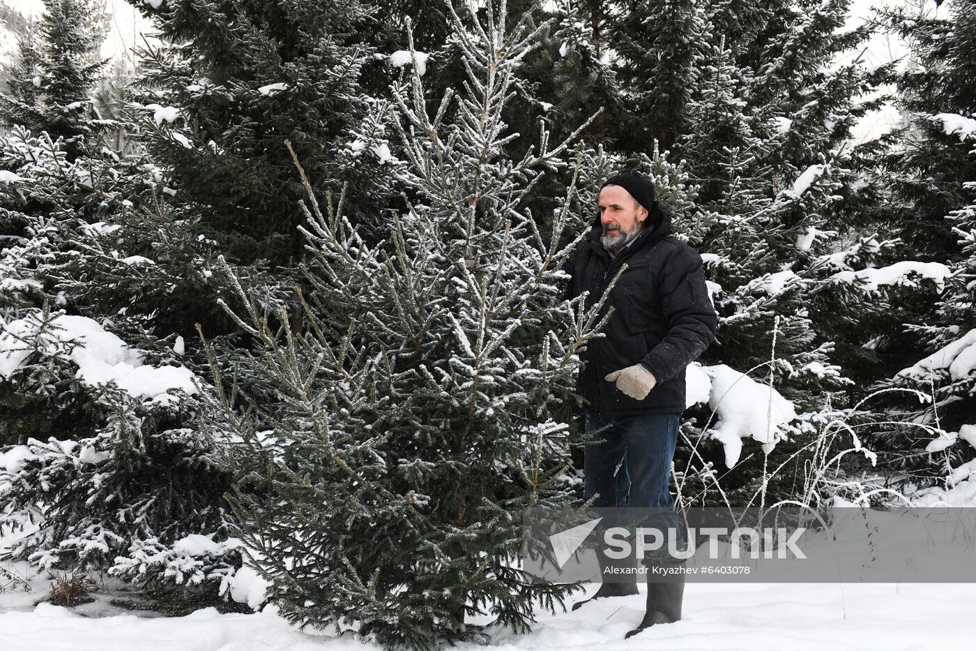 Russia Christmas Tree Preparations