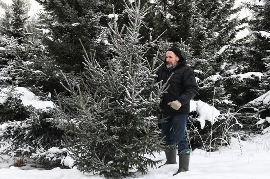 Russia Christmas Tree Preparations