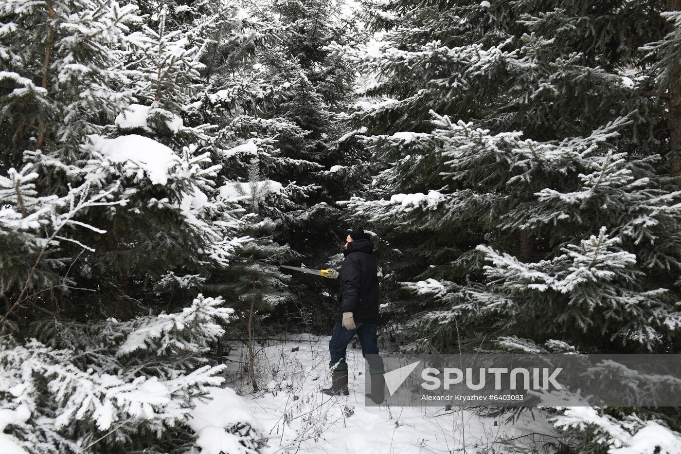 Russia Christmas Tree Preparations