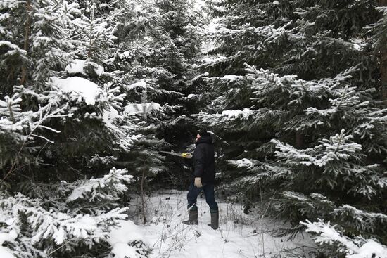 Russia Christmas Tree Preparations