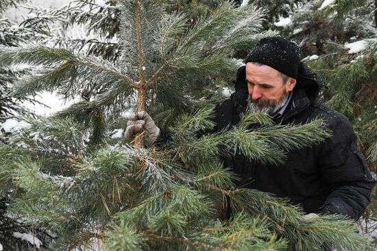 Russia Christmas Tree Preparations