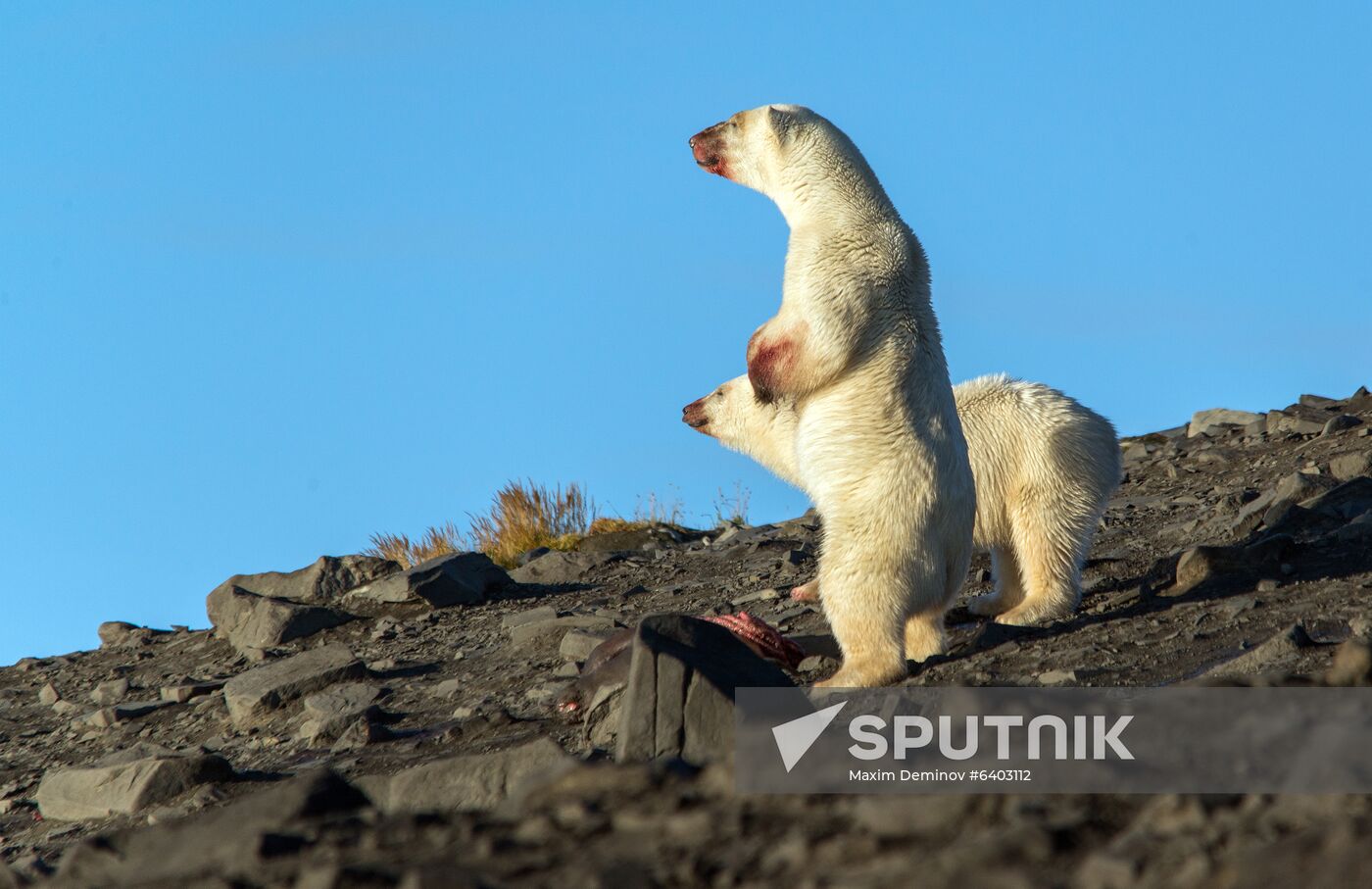 Russia Chukotka Bears 