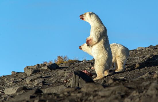 Russia Chukotka Bears 