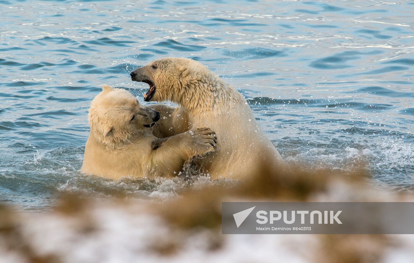 Russia Chukotka Bears 