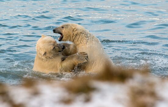 Russia Chukotka Bears 