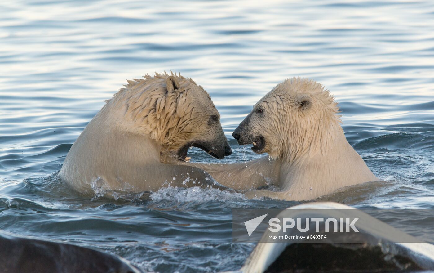 Russia Chukotka Bears 