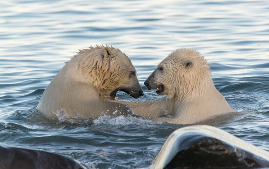 Russia Chukotka Bears 